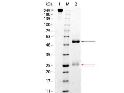 Western Blot: Monkey IgG Isotype Control [NBP1-97047]